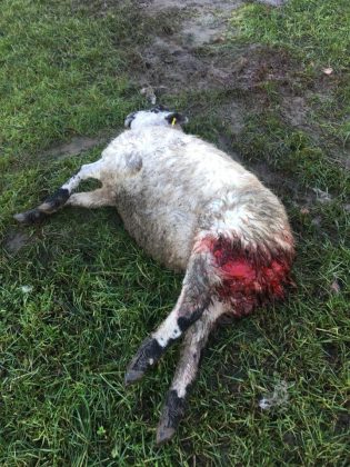 TV farmer posts gruesome picture of pregnant ewe &quot;savaged by badger&quot; - Deadline News