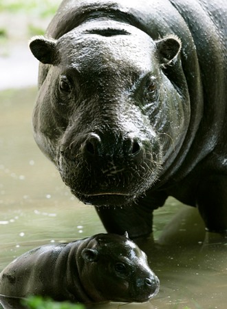 Baby pygmy hippo at Edinburgh Zoo thrills visitors - Deadline News