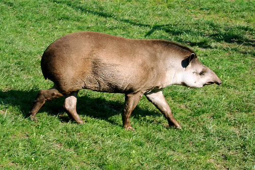 Edinburgh Zoo marks World Tapir day