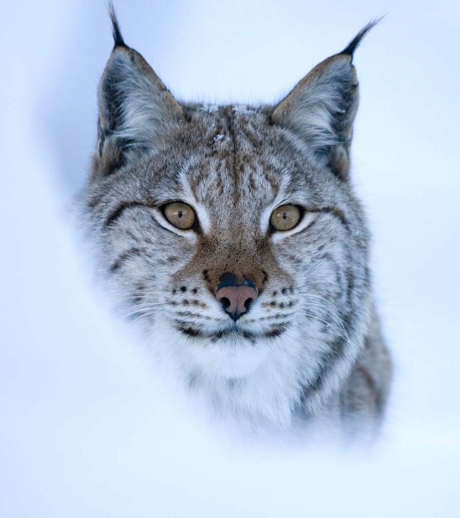 Conservationists believe lynx could be the answer to deer overpopulation in Scotland.