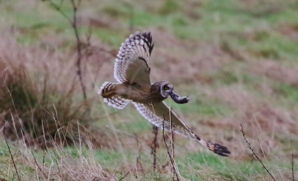 Amazing pictures show owl fighting kestrels for its dinner - Deadline News