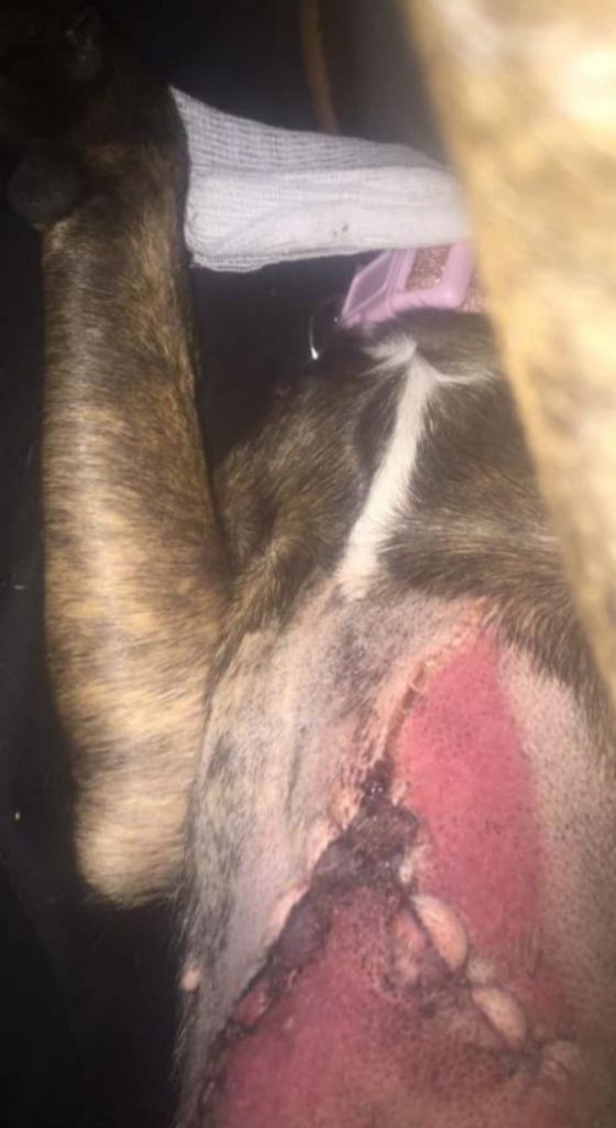 Gruesome pictures show dog ripped open after running through grass