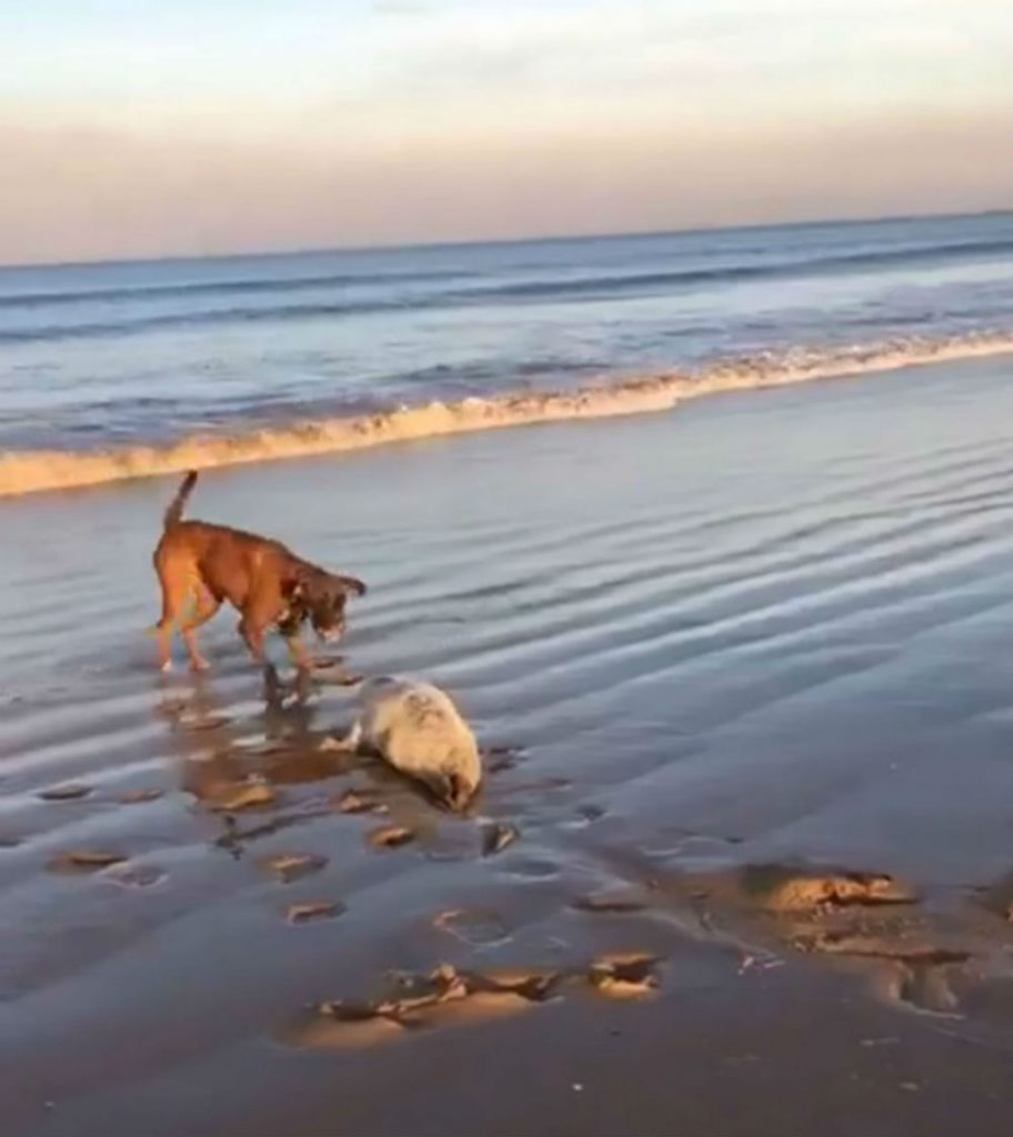 Moment seal pup forced to fight for life after it is attacked on beach by out-of-control dog