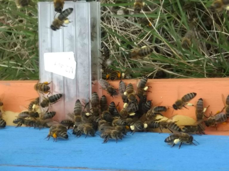 Honey Bees Detecting Uncharted Minefield Under 9 Hours - Science News