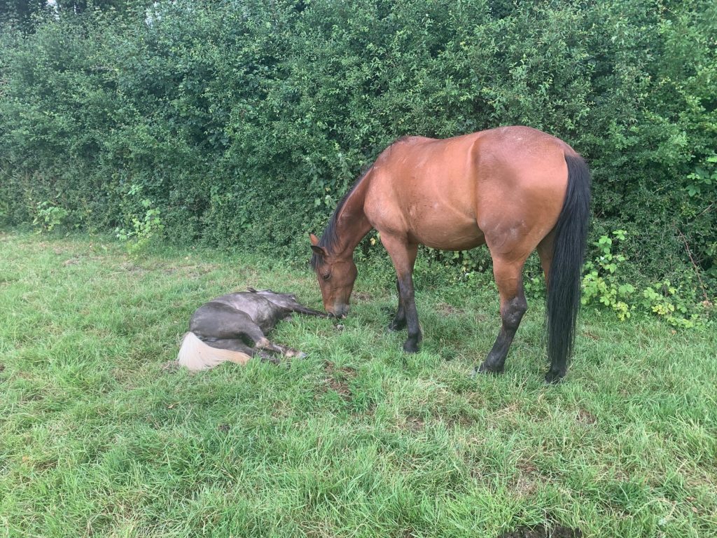 A five-year-old girl was left traumatised after she saw her 9-year-old pony dying and covered in blood-Viral News England