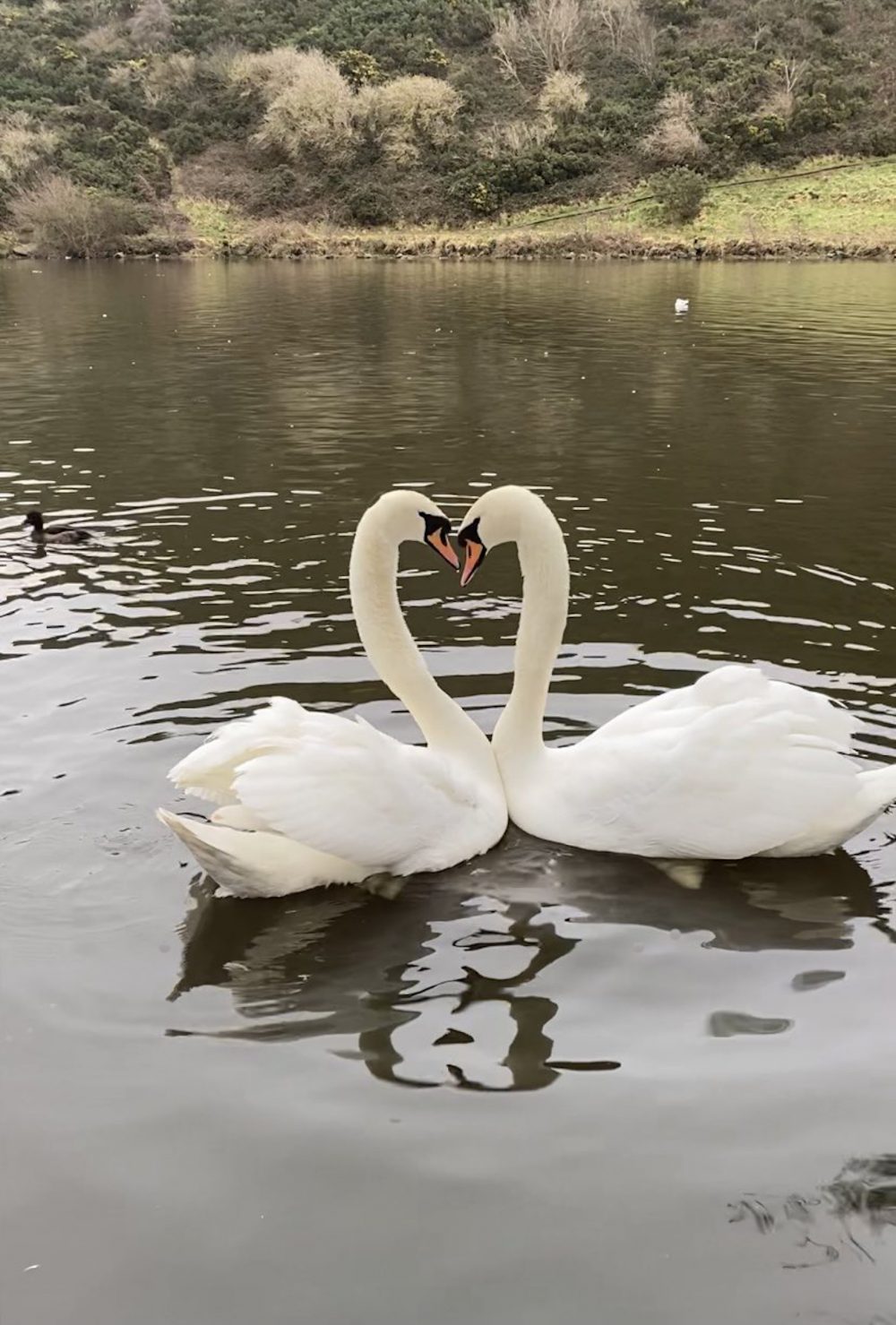 The Edinburgh Swan's in a romantic embrace -Viral News Scotland