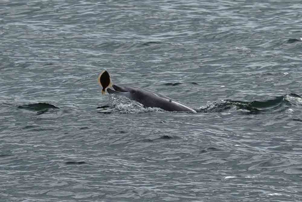 Scots woman captures images of dolphins hunting and playing
