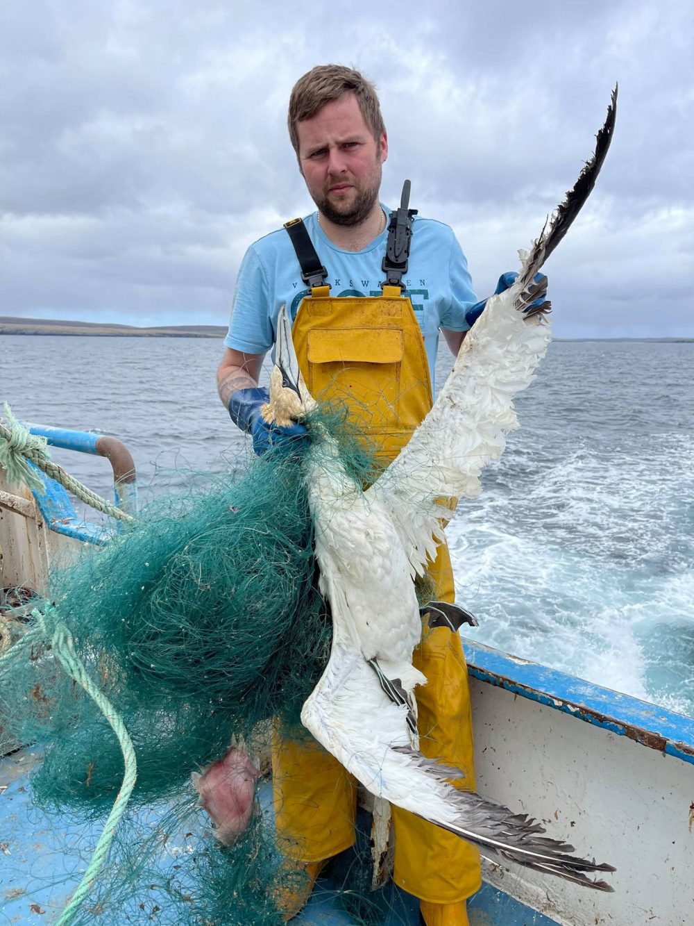 Barbaric! Distressing images show dead gannet trapped in fishing wire