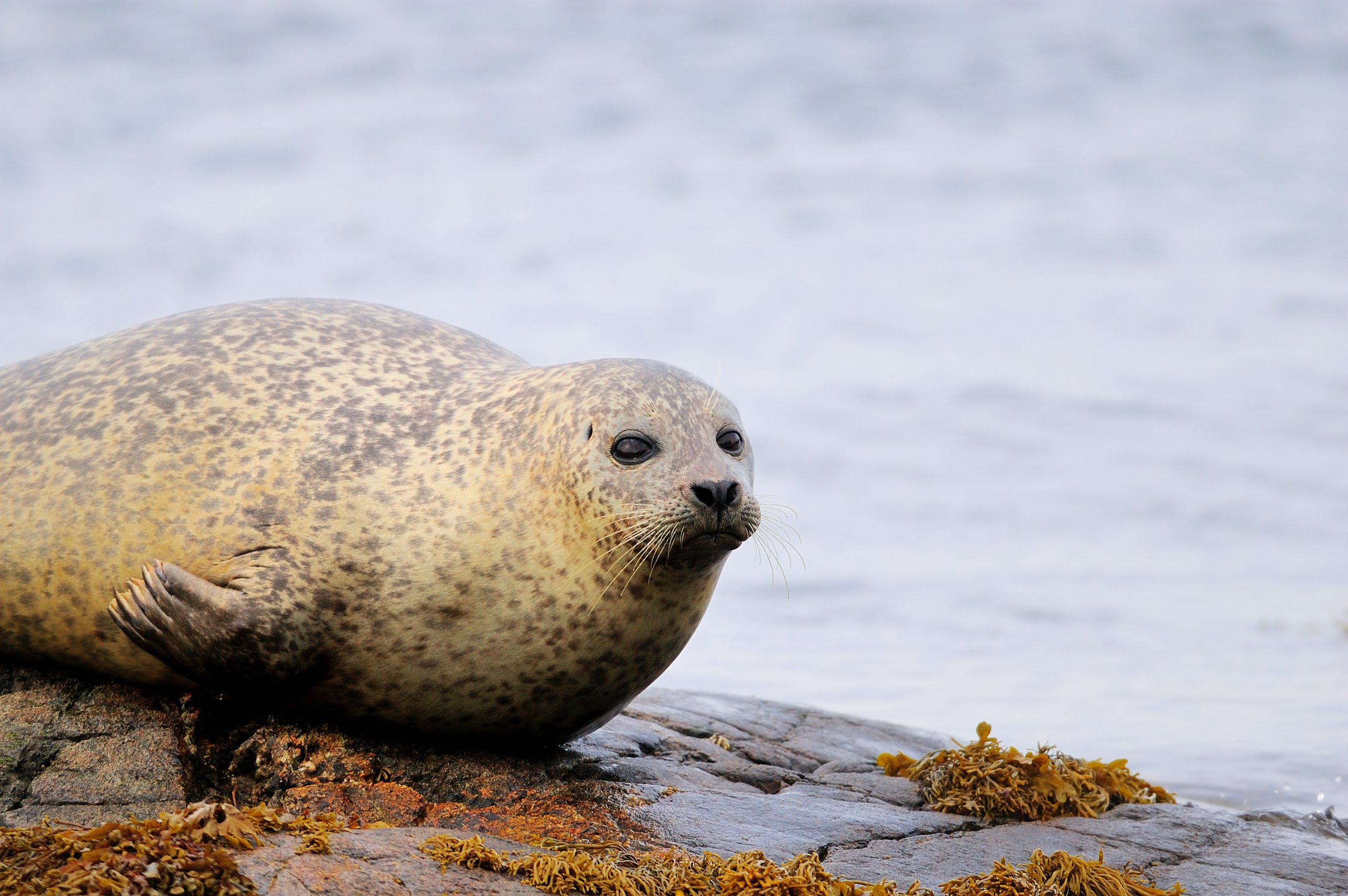 Seal pups at risk of separation from their mothers on public beaches.
