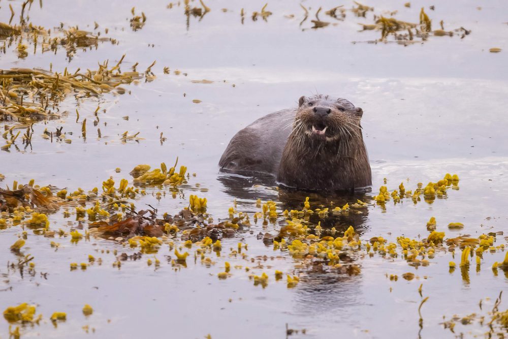 Otter hissing down lens - Wildlife News Scotland