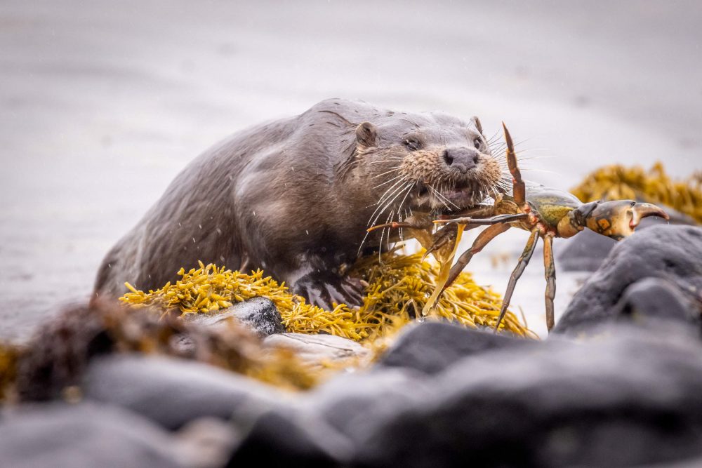 Otter attacks crab - Wildlife News Scotland
