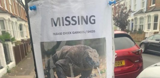 The poster of the "missing" Komodo dragon