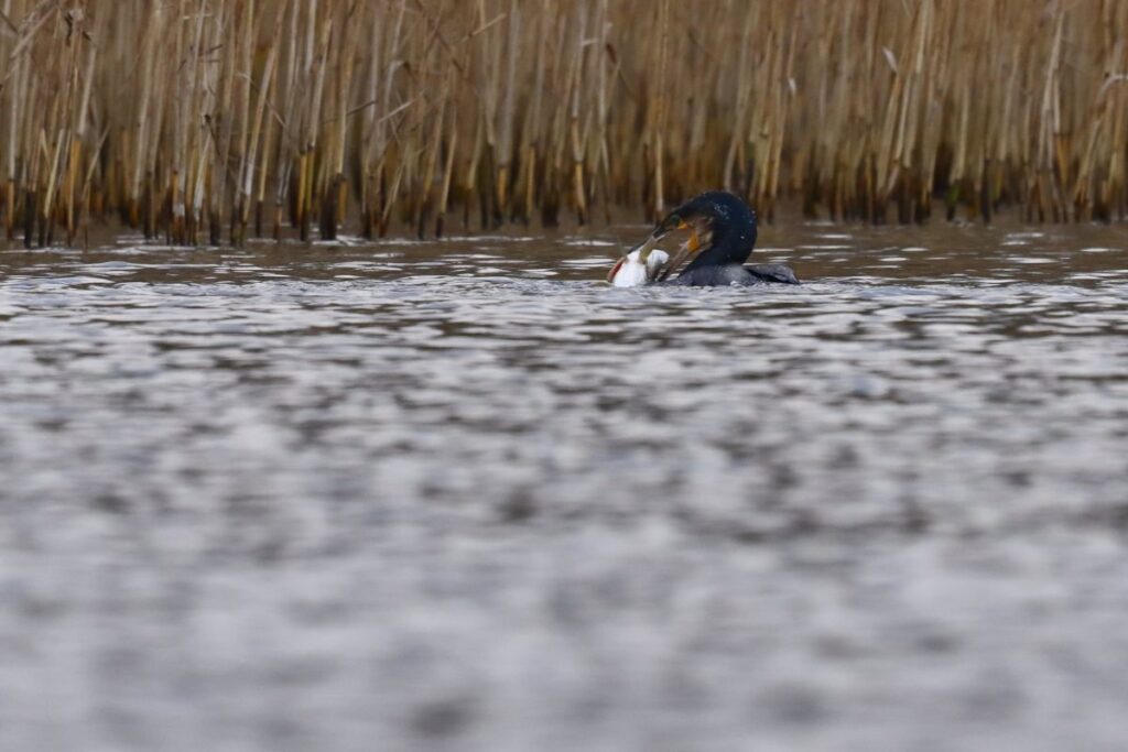 Photographer snaps amazing shots of cormorant swallowing a pike whole