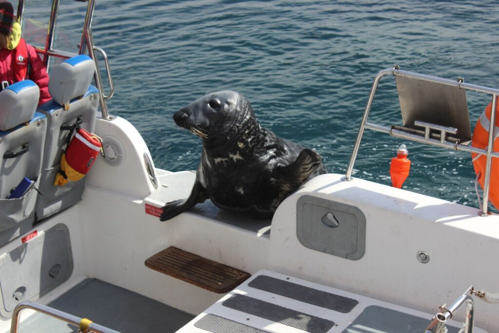 The seal looked like it was waving at the passengers