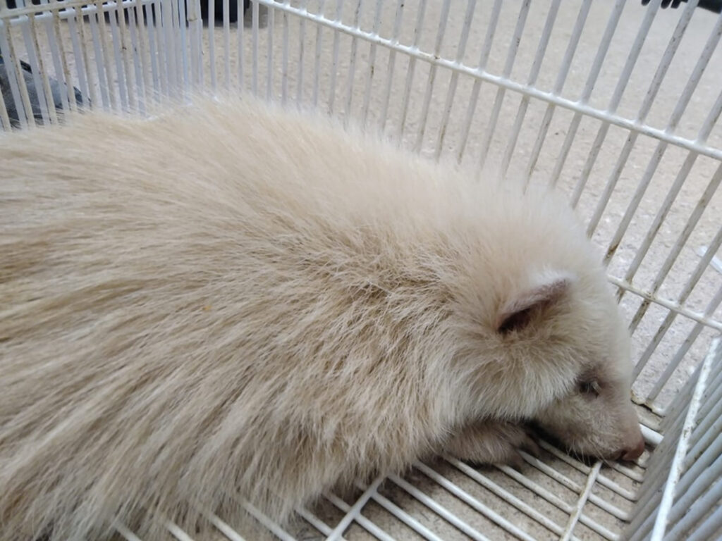 White badger laid inside of a cage.