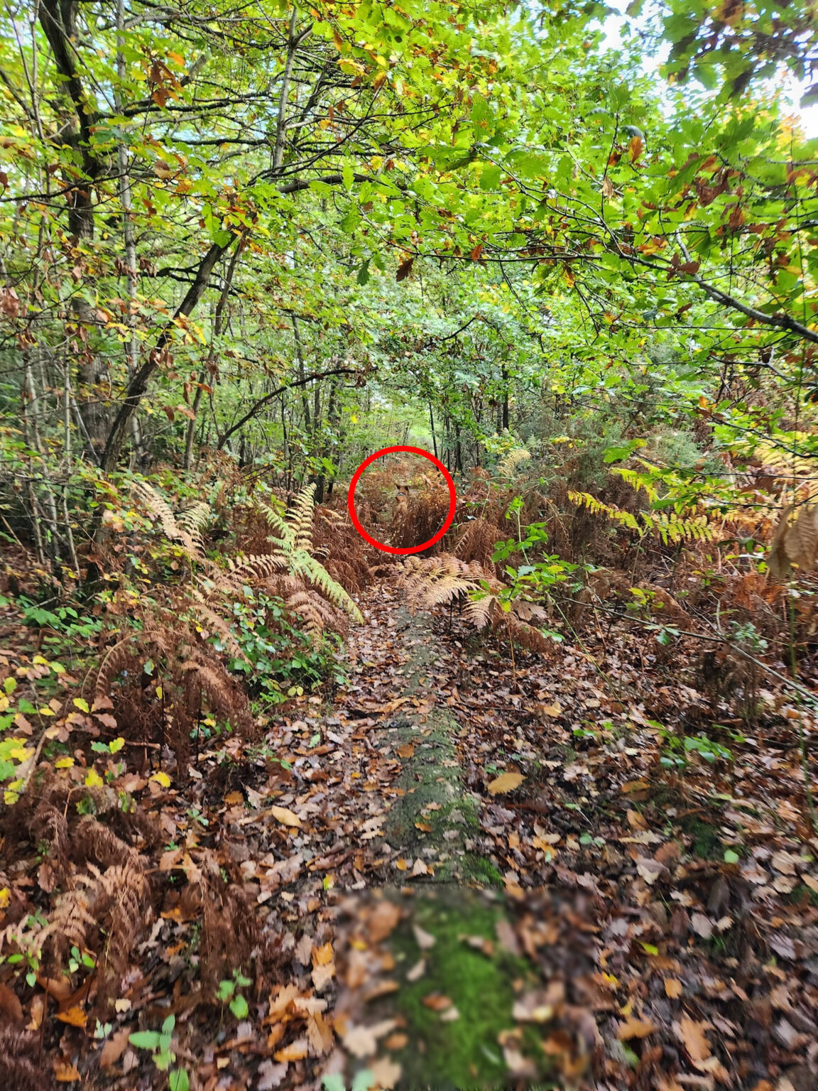 spot-the-dog-can-you-find-the-sneaky-labrador-blending-into-the-woods