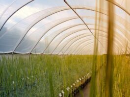 Barley in poly-tunnels