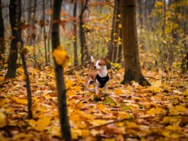 Autumnal forest.