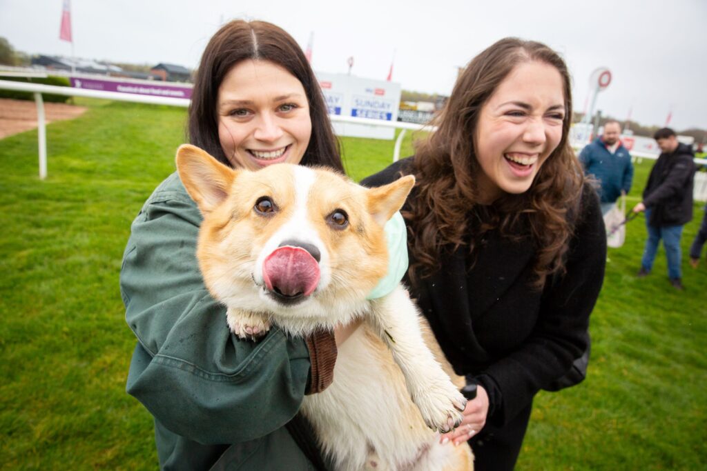 Racegoers go corgi crazy at Musselburgh Racecourse PR Scotland