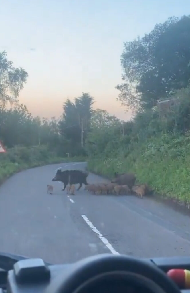 The motorist stopped to watch the family of boar cross the road.