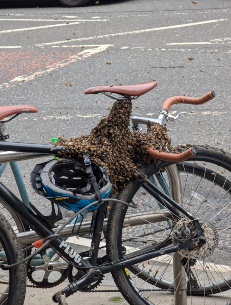 The bees settled on the bike in their search for a new home.