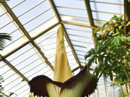 The massive flower only blooms for a short period before dying back.