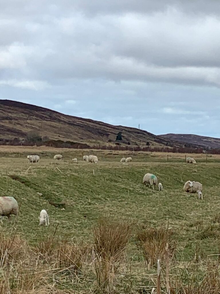 The RHET “Year of Sheep” campaign, supported by the Royal Northern Countryside Initiative (RNIC) has developed a range of teaching resources for use in schools aimed at educating children about food production in Scotland and the contribution made by farmers to the countryside.