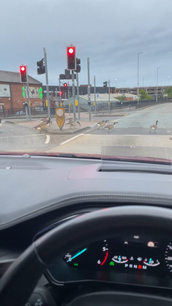 The polite geese waited for cars to stop at the crossing.