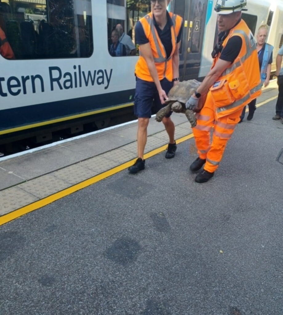 The tortoise was returned safely to his owners.