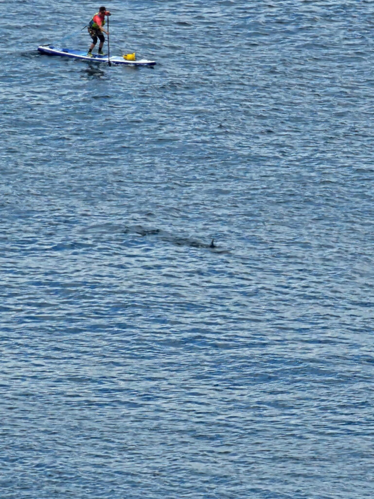 The huge shark was seen just meters from the pier.