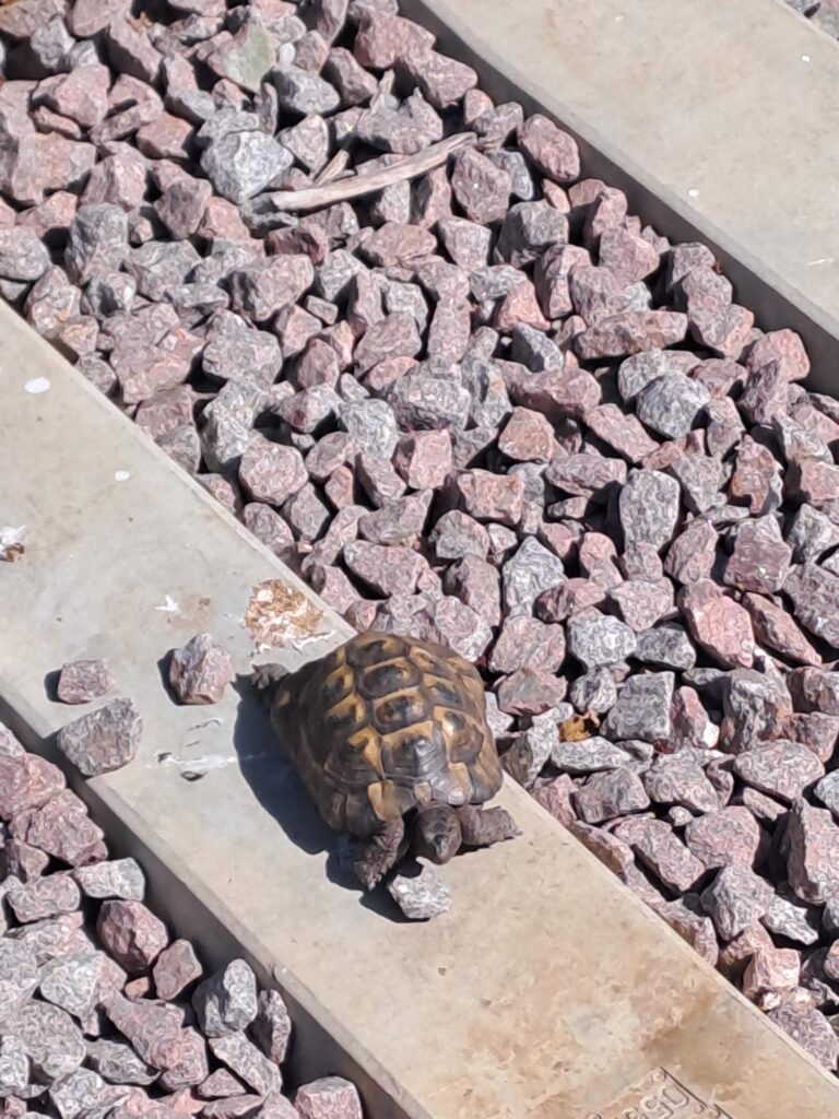 An image of a tortoise sitting on a railway sleeper surrounded by stone chips