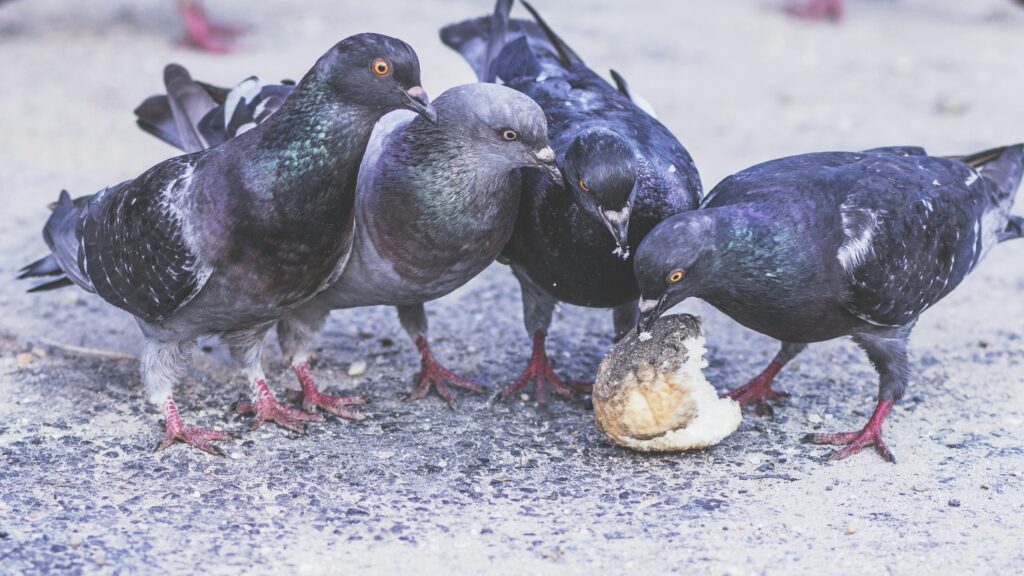 The Health Risks of Bird Infestations: Protecting Your Family and Employees