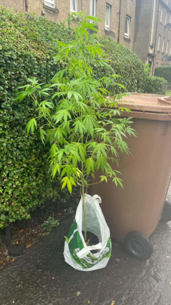 The suspicious shrubbery strongly resembled a cannabis plant.