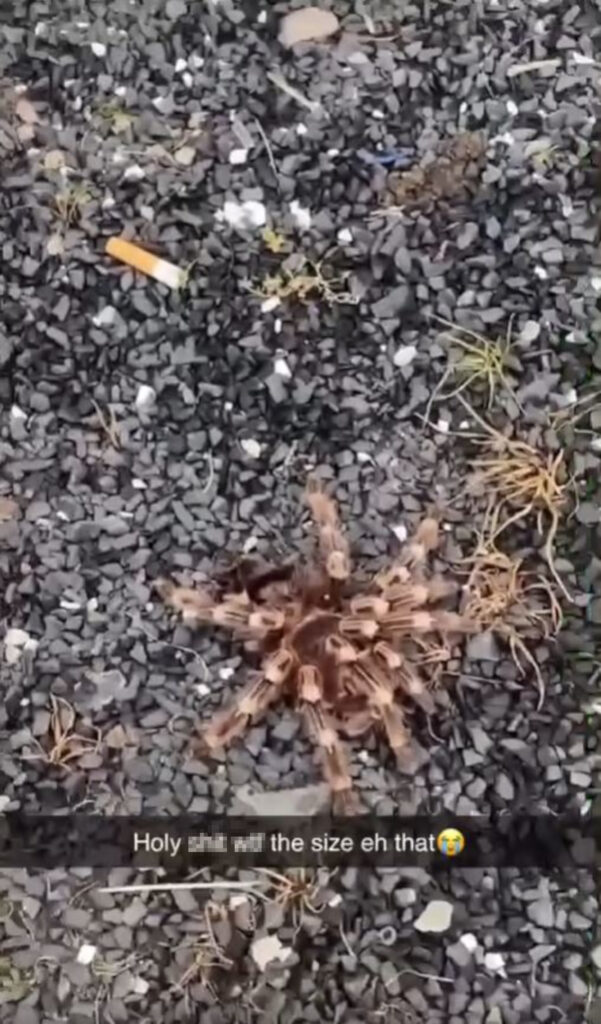 An image of a brown tarantula sitting on grey stones.