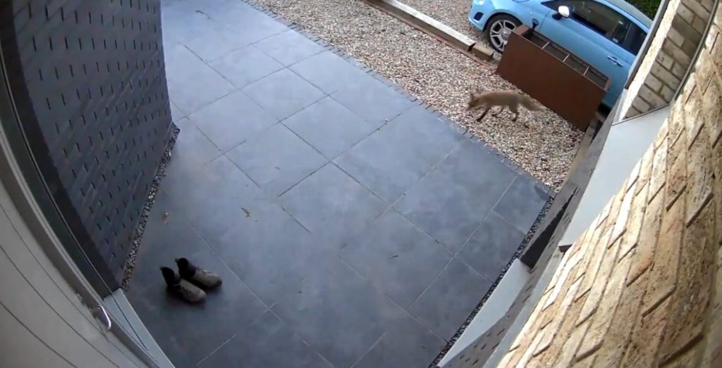 A CHEEKY fox brazenly pinched a pricey brand-new cycling shoes after a Brit left them out to dry on his front porch.