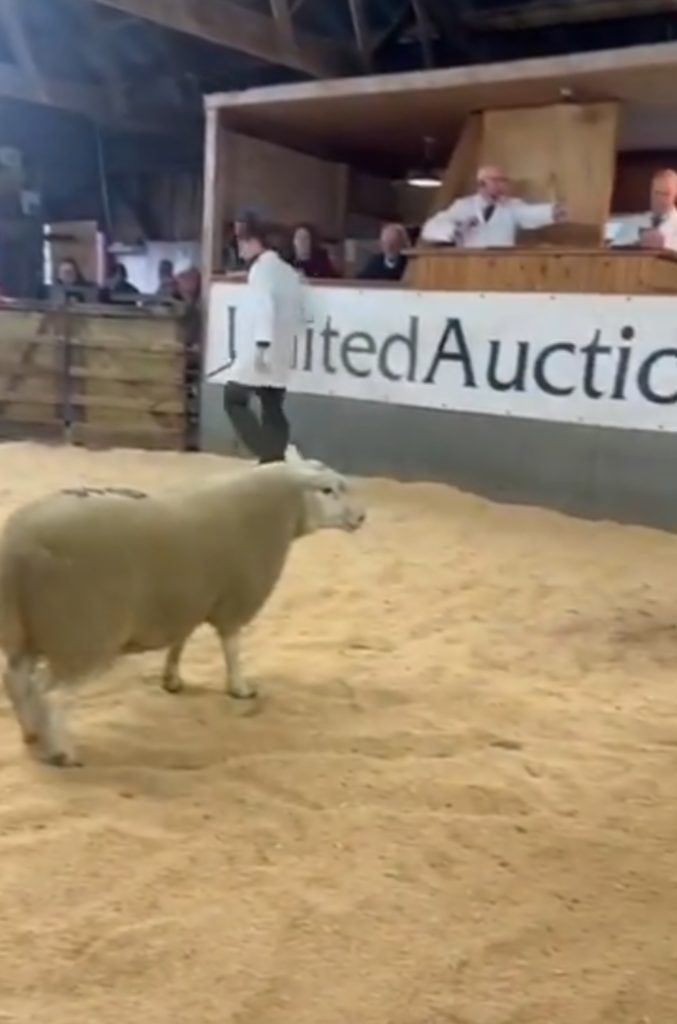 THIS is the hilarious moment a sheep being auctioned decided to make a break for freedom, leaping over a fence and into the crowd of surprised bidders.