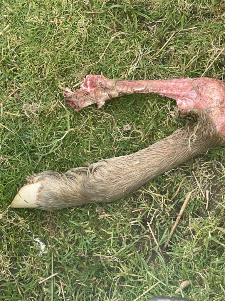 MORE theories of big cats being on the loose in the British countryside have been sparked after a freshly dismembered sheep leg was discovered.