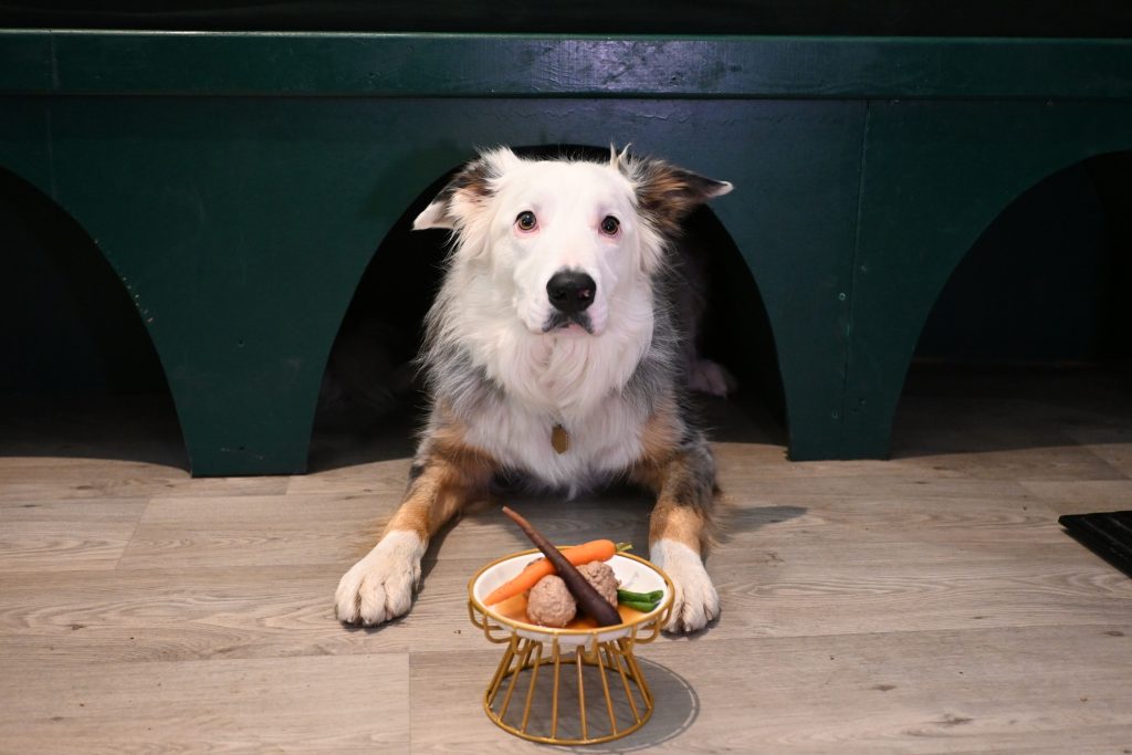 The new supper club offers a unique dining experience for both dogs and their owners.