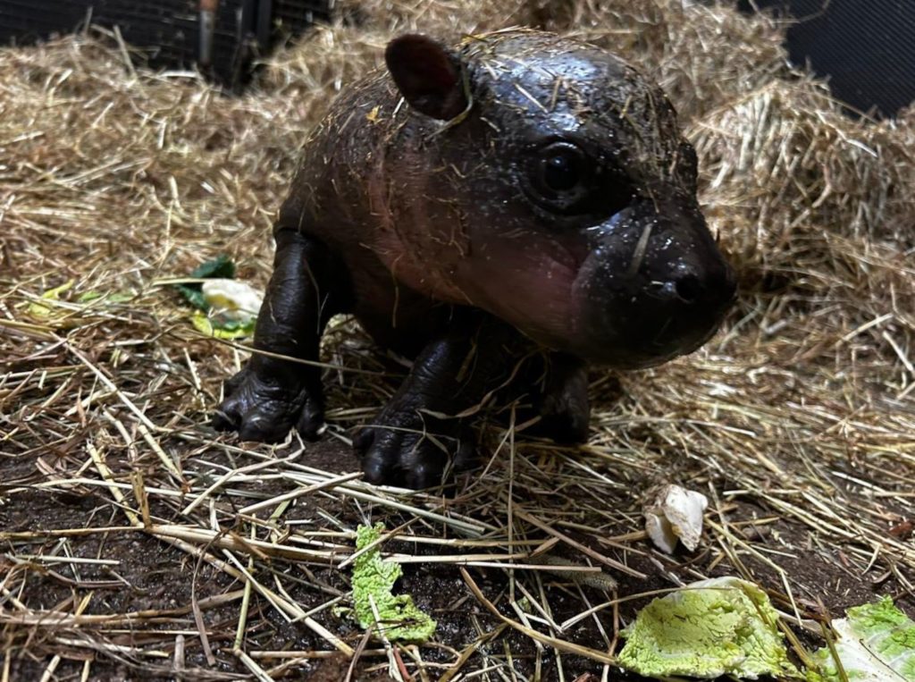 An image of a baby pygmy hippo sitting on straw