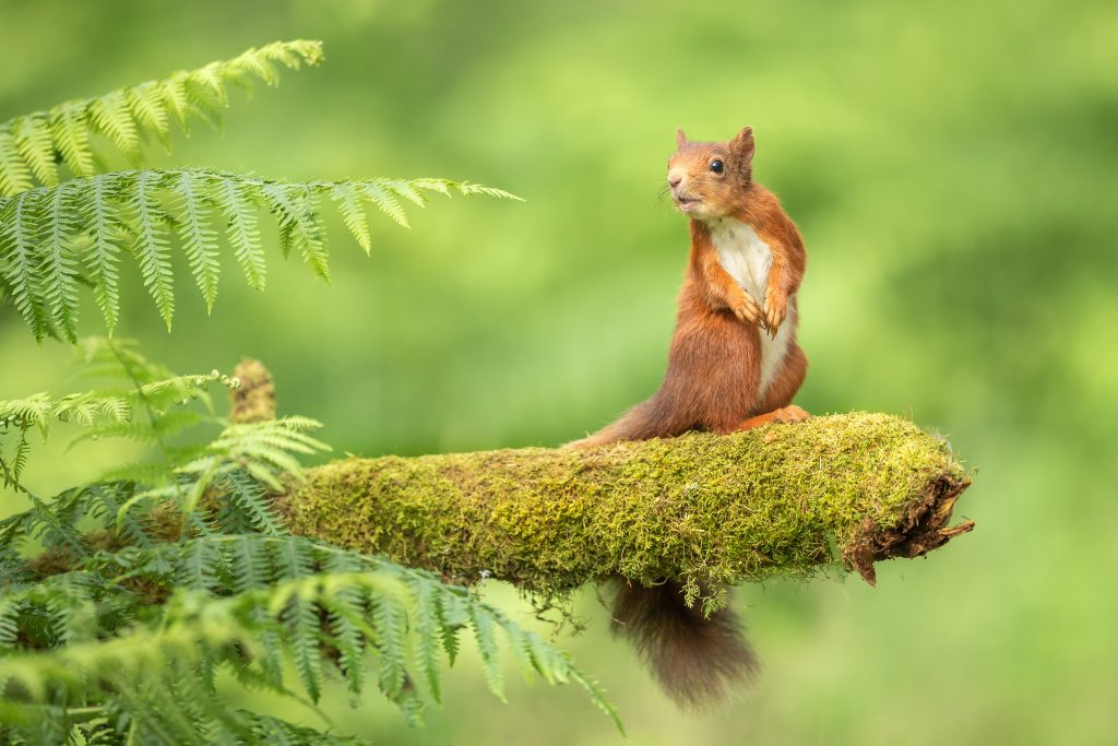 Red Squirrel on branch. Image credit Raymond Leinster.