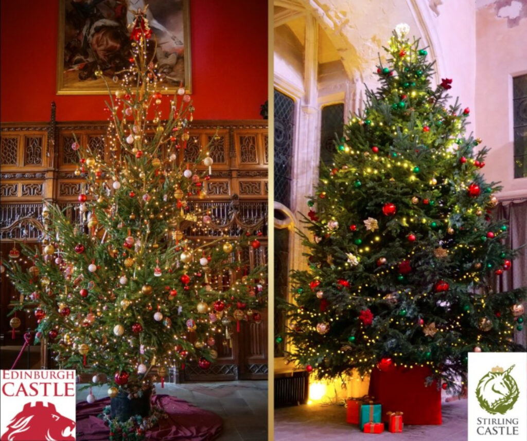 The two trees going head-to-head. (C) Edinburgh Castle/X