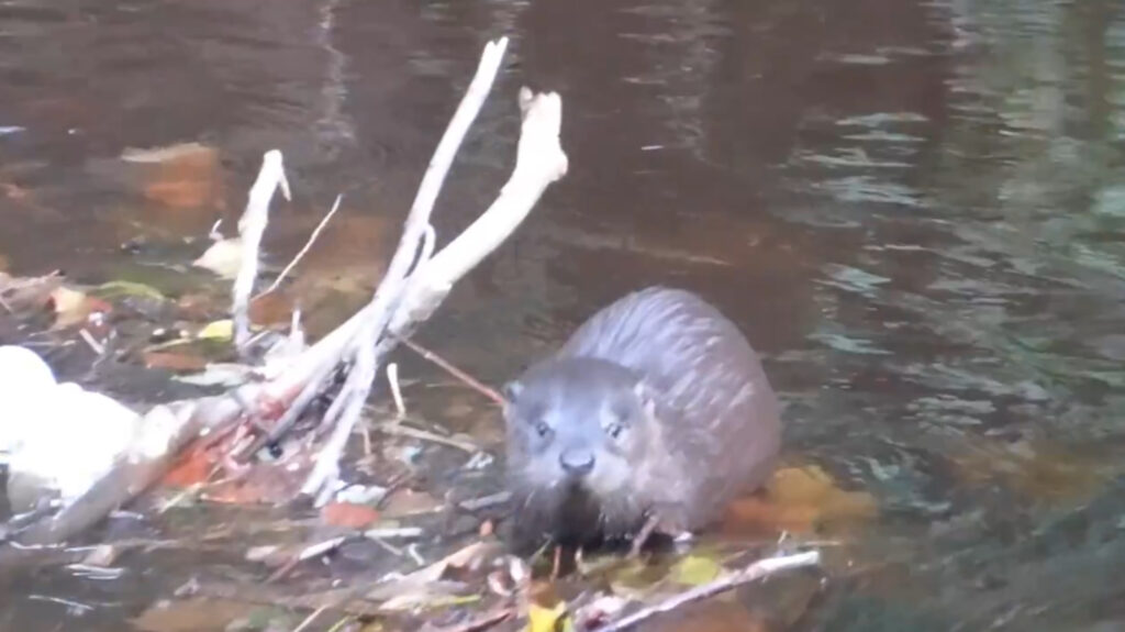 The otters were spotted by a local wildlife watcher. (C) @WildlifeWatch1/X