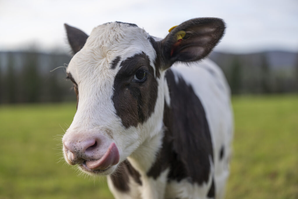 A calf which is part of the cool calfs project