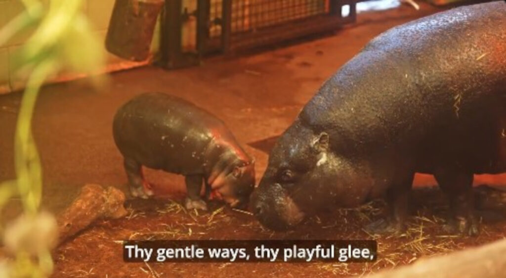 Haggis and her mother (C) EdinburghZoo/X