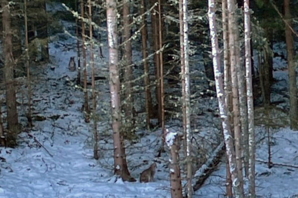 The lynx seen in the forests of the Highlands. (C) HighlandWPark/X