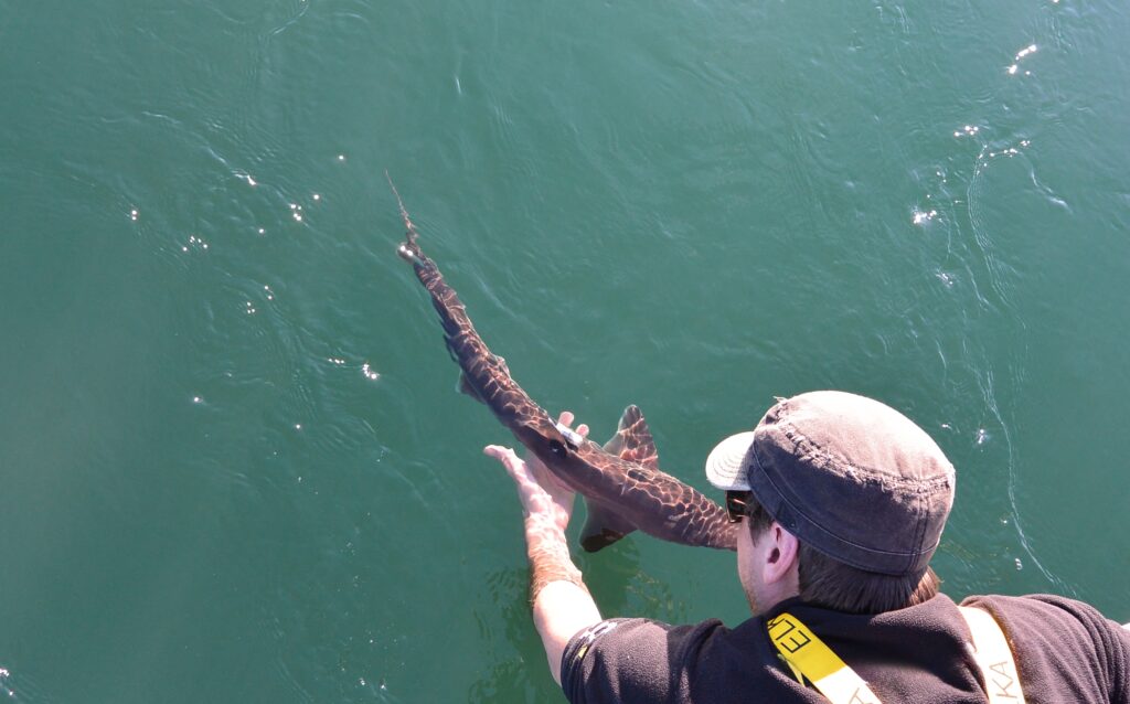 An image of Dr Thorburn handling a spurdog dogfish shark.