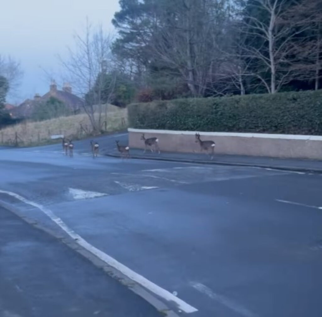 The deer prancing along the road (C) Lyns Manics