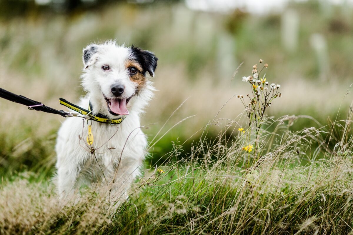 An image of a small dog on a lead.