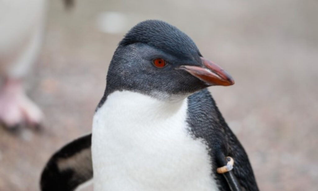 Nelly (C) @EdinburghZoo/X