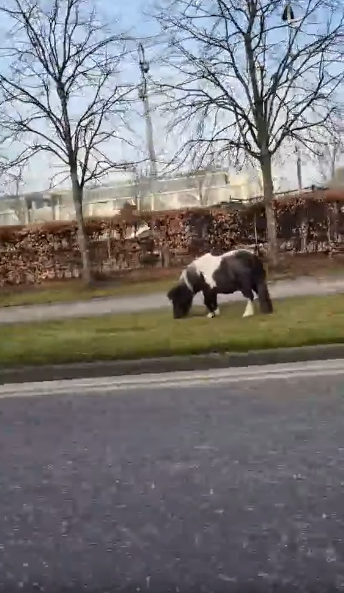 The horse was quite happy eating grass. (C) Facebook.